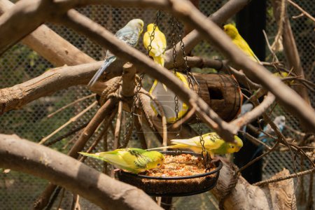 Ein Foto von einigen tropischen Vögeln, die Samen aus einer Schale in einem Vogelgehege im Zoo Guadalajara fressen. 
