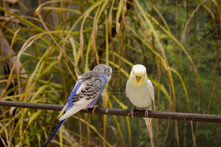 Zwei tropische Vögel an einem Seil in einem Vogelgehege im Zoo von Guadalajara. 