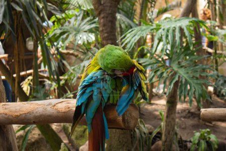 Green Macaw preening his feathers in an avian enclosure at the Guadalajara Zoo. 