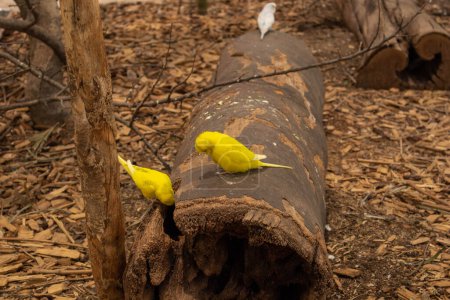Une photo de deux petits oiseaux tropicaux jaunes sur le sol forestier.