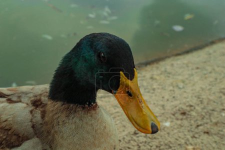 Close up shot of a duck.