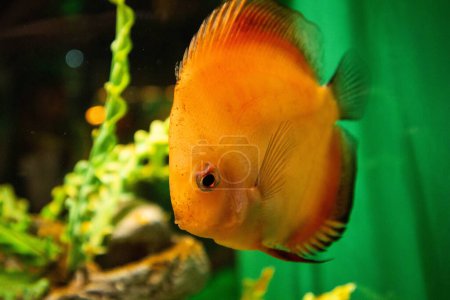 Orange fish in aquarium tank.