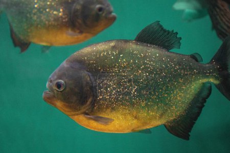 Large piranha in a fish tank swimming around.