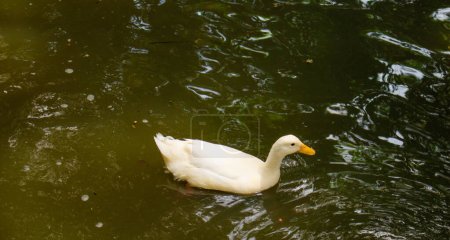 White duck paddling in a green water pond in a park in Guadalajara. 