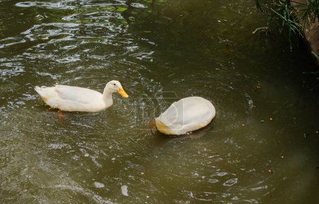 Two white ducks paddling in a green pond at a park. 