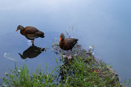 Brown ducks grazing on the shallows of a pond in a park. 
