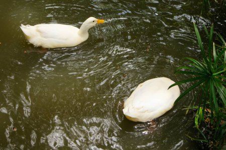Two white ducks paddling in a green pond at a park. 
