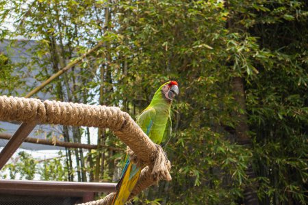 Grüner Ara auf einem Seilspielplatz in einem Vogelgehege im Zoo Guadalajara.