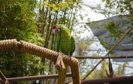 Ara vert refroidissant sur sa plate-forme faite de corde dans une enceinte aviaire dans le zoo de Guadalajara. 