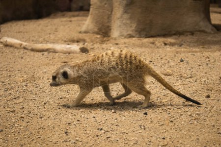 Meerkat corriendo sobre su recinto en el Zoológico de Guadalajara. 
