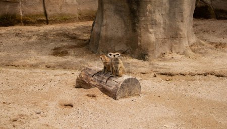 Famille de suricates au sommet d'un rondin sec en enclos dans le zoo de Guadalajara. 