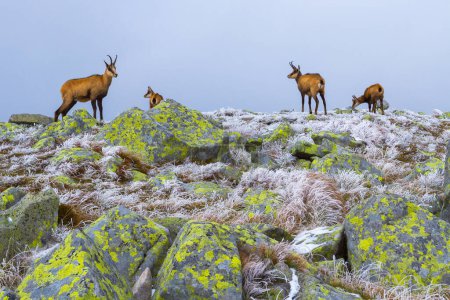 Photo for Chamois in Low Tatra mountains, Slovakia - Royalty Free Image