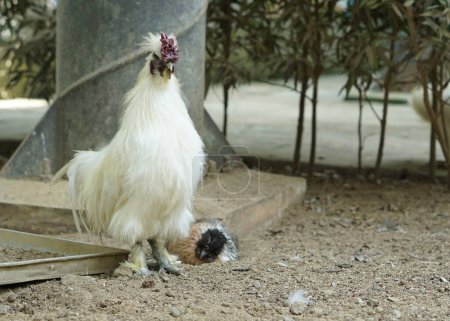 Photo for Furry chicken rooster or silkie walking on the farm - Royalty Free Image