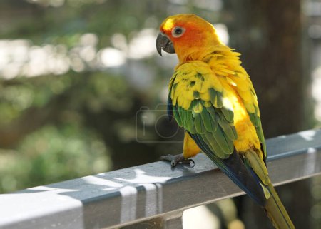 Téléchargez les photos : Un oiseau conure soleil jaune debout sur une clôture sous l'ombre d'un arbre, dans un grand jardin botanique aviaire parc d'oiseaux. - en image libre de droit