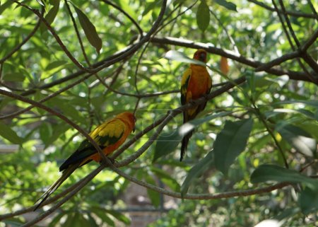 Foto de Hermoso sol amarillo conure aves sentado en la rama del árbol dentro del parque de aves. - Imagen libre de derechos