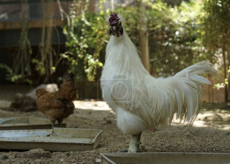 Foto de Gallo de pollo peludo o sedoso caminando en la granja - Imagen libre de derechos