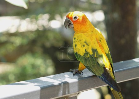 Foto de Un pájaro amarillo del cono del sol que está parado en una cerca debajo de la sombra del árbol, en parque grande del pájaro del aviario del jardín botánico. - Imagen libre de derechos