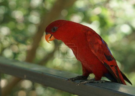 Photo for The red lory or Eos bornea in a large botanical garden inside aviary dome, a species of parrot in the family Psittaculidae. - Royalty Free Image
