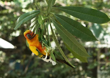 Photo for Beautiful Yellow sun conure bird sitting on the tree branch inside the bird park. - Royalty Free Image