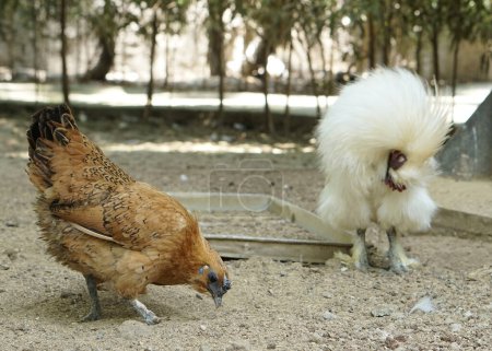 Foto de Gallo de pollo peludo o sedoso caminando en la granja - Imagen libre de derechos
