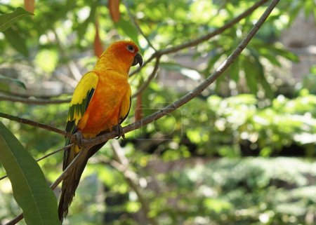 Foto de Hermoso sol amarillo conure pájaro sentado en la rama del árbol dentro del parque de aves. - Imagen libre de derechos