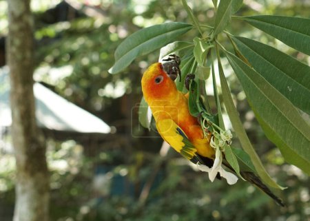Téléchargez les photos : Beau soleil jaune conure oiseau assis sur la branche de l'arbre à l'intérieur du parc d'oiseaux. - en image libre de droit