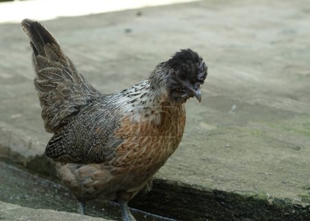 Téléchargez les photos : Un legbar crème ou une poule de poulet amereucana polonaise marchant dans la ferme à la recherche de nourriture - en image libre de droit