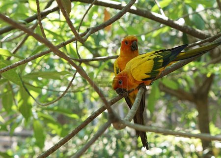 Foto de Hermoso sol amarillo conure aves sentado en la rama del árbol dentro del parque de aves. - Imagen libre de derechos