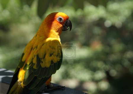 Téléchargez les photos : Un oiseau conure soleil jaune debout sur une clôture sous l'ombre d'un arbre, dans un grand jardin botanique aviaire parc d'oiseaux. - en image libre de droit