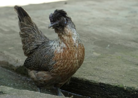 Téléchargez les photos : Un legbar crème ou une poule de poulet amereucana polonaise marchant dans la ferme à la recherche de nourriture - en image libre de droit