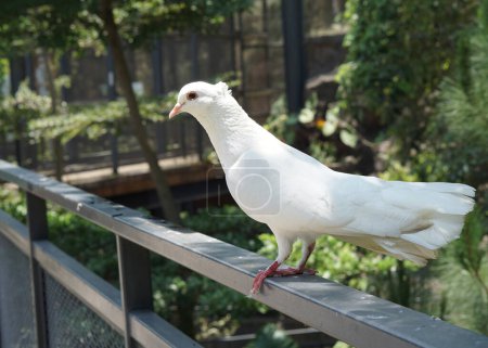 Une belle colombe ou des colombes dans un grand jardin botanique