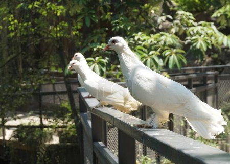 Téléchargez les photos : Une belle colombe ou colombe dans un grand jardin botanique - en image libre de droit