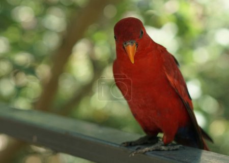 Photo for The red lory or Eos bornea in a large botanical garden inside aviary dome, a species of parrot in the family Psittaculidae. - Royalty Free Image