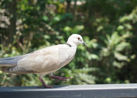 Téléchargez les photos : Une belle colombe ou des colombes dans un grand jardin botanique - en image libre de droit
