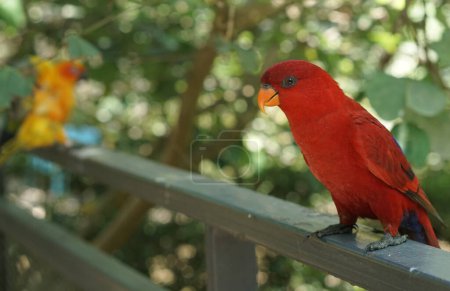 Foto de The red lory or Eos bornea in a large botanical garden inside aviary dome, a species of parrot in the family Psittaculidae. - Imagen libre de derechos