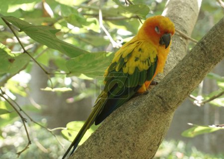Téléchargez les photos : Beau soleil jaune conure oiseau assis sur la branche de l'arbre à l'intérieur du parc d'oiseaux. - en image libre de droit