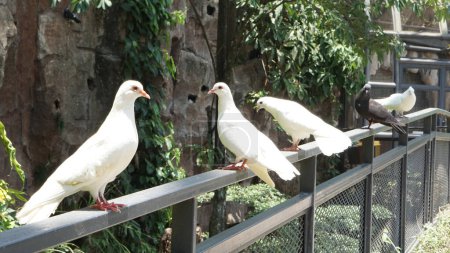 Téléchargez les photos : Une belle colombe ou colombe dans un grand jardin botanique - en image libre de droit