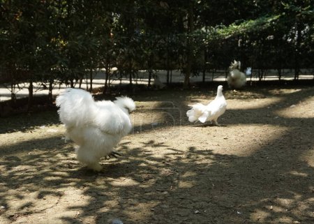 Photo for White furry chicken rooster or silky walking on the farm - Royalty Free Image
