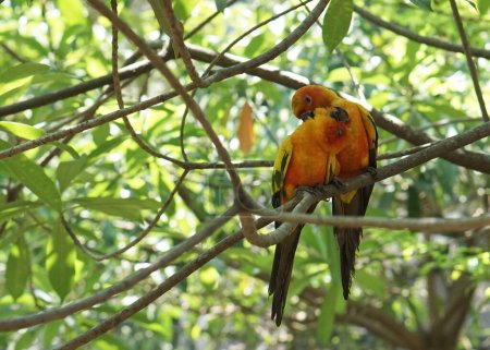 Téléchargez les photos : Beau soleil jaune conure oiseaux assis sur la branche de l'arbre à l'intérieur du parc d'oiseaux. - en image libre de droit