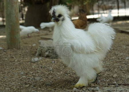 Foto de Gallo de pollo peludo blanco o caminar sedoso en la granja - Imagen libre de derechos