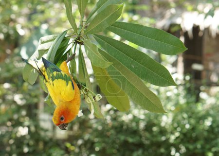 Foto de Hermoso sol amarillo conure pájaro sentado en la rama del árbol dentro del parque de aves. - Imagen libre de derechos