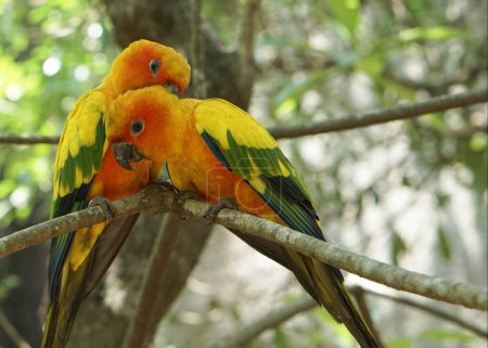 Photo for Beautiful Yellow sun conure birds sitting on the tree branch inside the bird park. - Royalty Free Image
