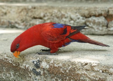 Téléchargez les photos : La Lori rouge ou Eos bornea dans un grand jardin botanique à l'intérieur du dôme de la volière, une espèce de perroquet de la famille des Psittaculidae. - en image libre de droit