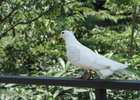 Photo for A beautiful dove or columbidae in a large botanical garden - Royalty Free Image