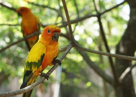 Téléchargez les photos : Beau soleil jaune conure oiseaux assis sur la branche de l'arbre à l'intérieur du parc d'oiseaux. - en image libre de droit