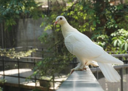 Téléchargez les photos : Une belle colombe ou des colombes dans un grand jardin botanique - en image libre de droit