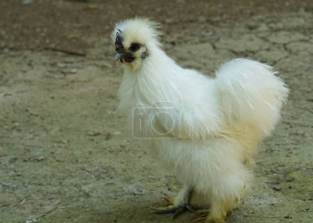 Photo for White furry chicken rooster or silky walking on the farm - Royalty Free Image