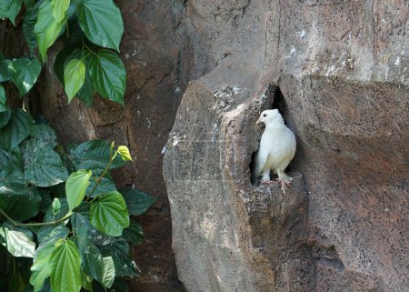 Téléchargez les photos : Colombe blanche (pigeon) debout devant son nid dans la roche artificielle au parc d'oiseaux. - en image libre de droit