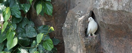 Téléchargez les photos : Colombe blanche (pigeon) debout devant son nid dans la roche artificielle au parc d'oiseaux. - en image libre de droit