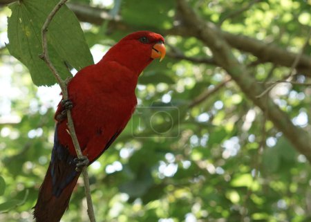 Foto de The red lory or Eos bornea in a large botanical garden inside aviary dome, a species of parrot in the family Psittaculidae. - Imagen libre de derechos